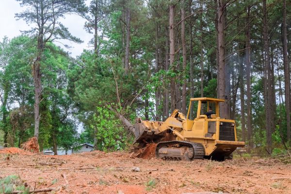 Trees Clearing in Waynesville