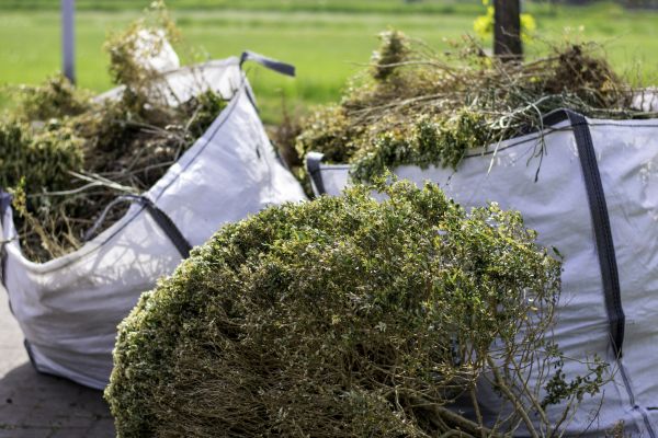 Bushes Clearing in Waynesville
