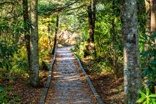Trail Clearing in Waynesville